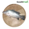 Bhetki-Betki-Fish