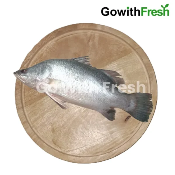 Bhetki-Betki-Fish