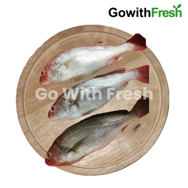 Dhoma Fish