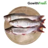 Rohu Fish