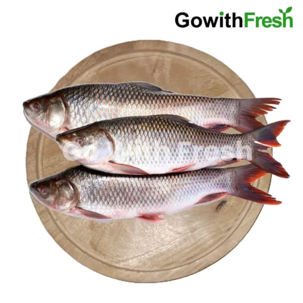 Rohu Fish