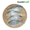 Saundala fish