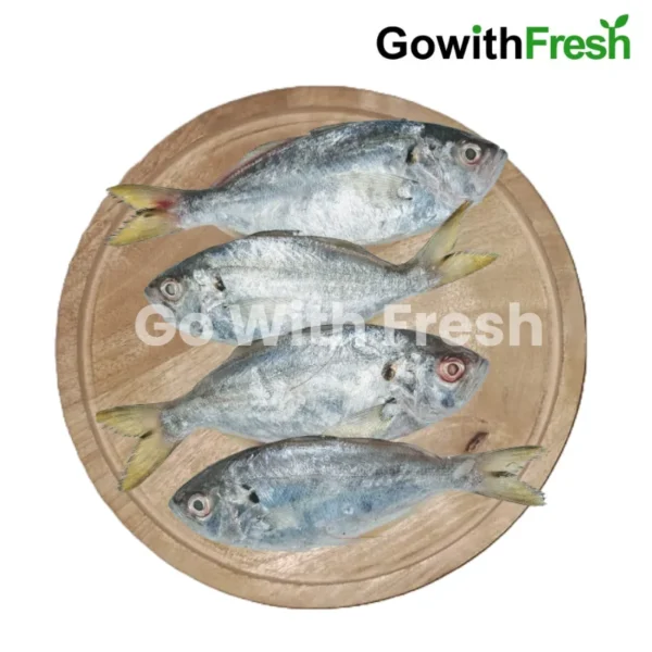 Saundala fish