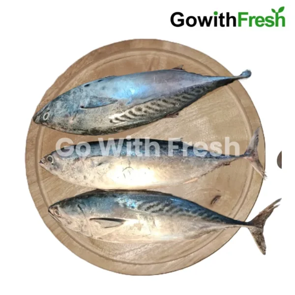 Tuna Fish